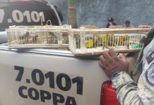 Polícia Militar resgata 87 aves silvestres na RMS