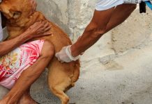 Laboratório Central descarta raiva em cachorro de Salvador após nova análise